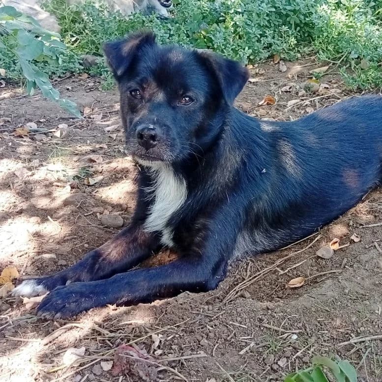 Coyolito, Mixed Breed for adoption at NuevaVida Adopciones Madrid, Madrid