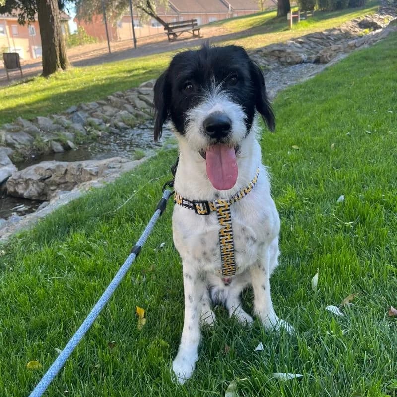 Pongo, Mixed Breed for adoption at NuevaVida Adopciones Madrid, Madrid