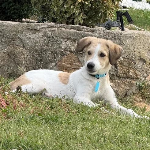 Ryan, male puppy Mixed Breed for adoption at NuevaVida Adopciones Madrid, Madrid