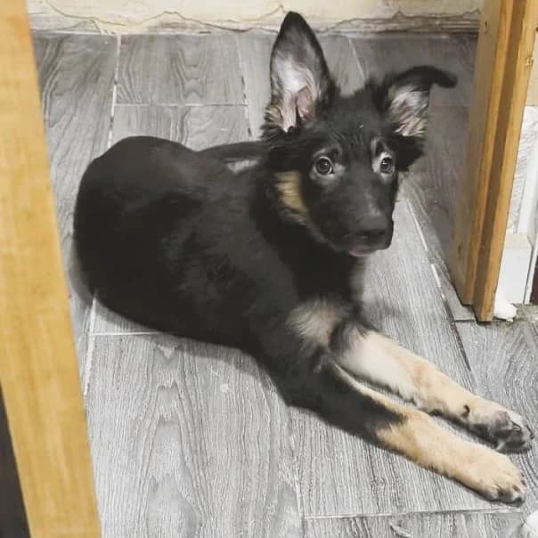 Dantillo, puppy mixed breed for adoption at NuevaVida Adopciones Madrid, Madrid