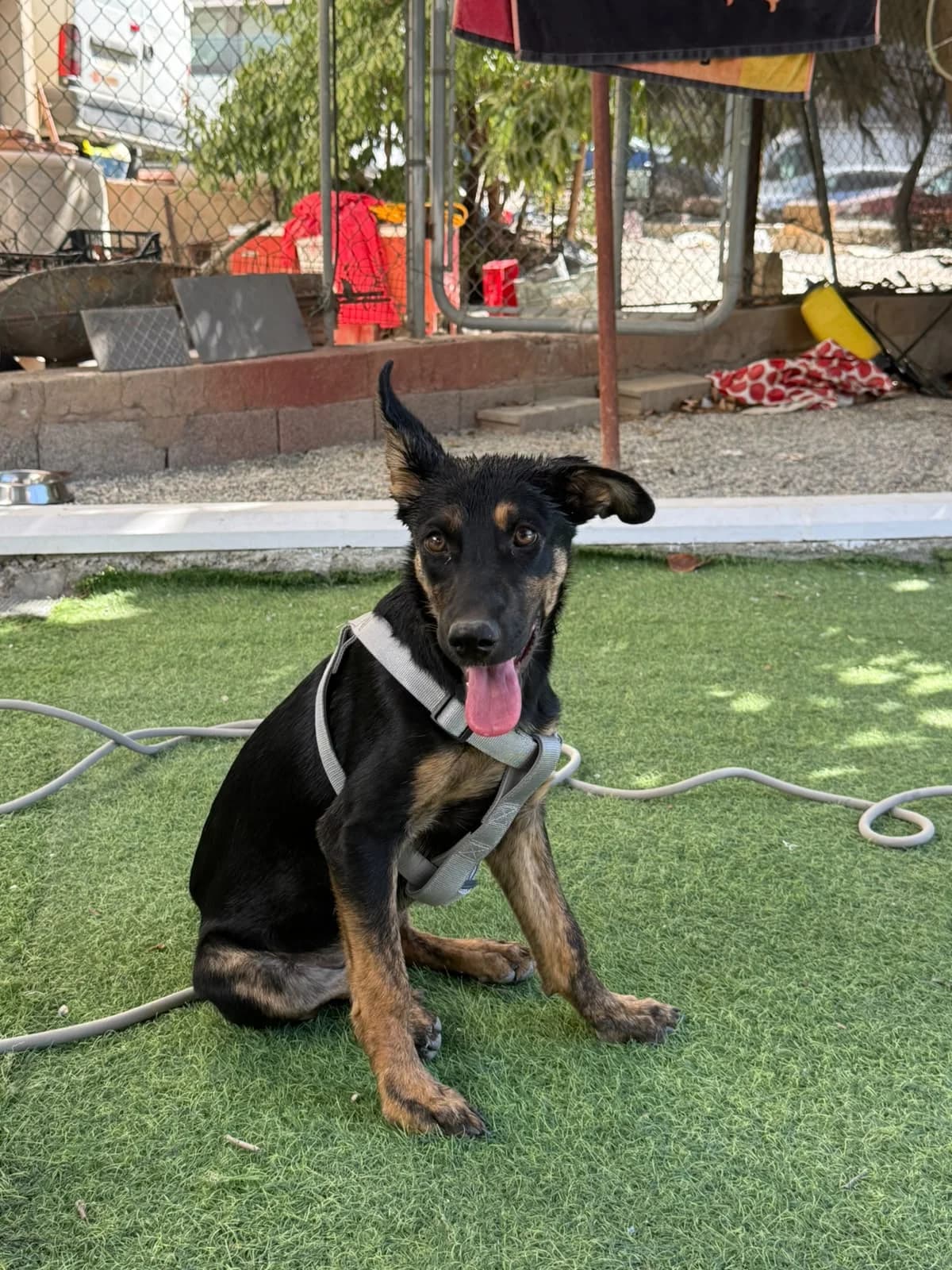 Angelilla de mi corazón, Mixed Breed for adoption at NuevaVida Adopciones Madrid, Madrid