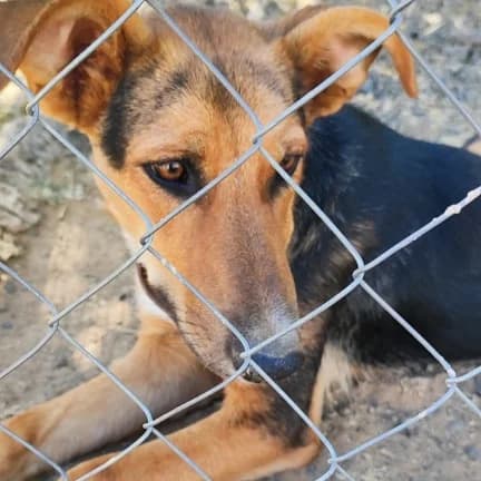 Cholilla, Cholilla, Chola, Mixed Breed for adoption at NuevaVida Adopciones Madrid, Madrid