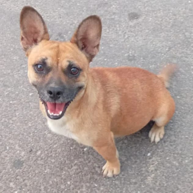 Doina/Fresita, Mixed Breed for adoption at NuevaVida Adopciones Madrid, Madrid