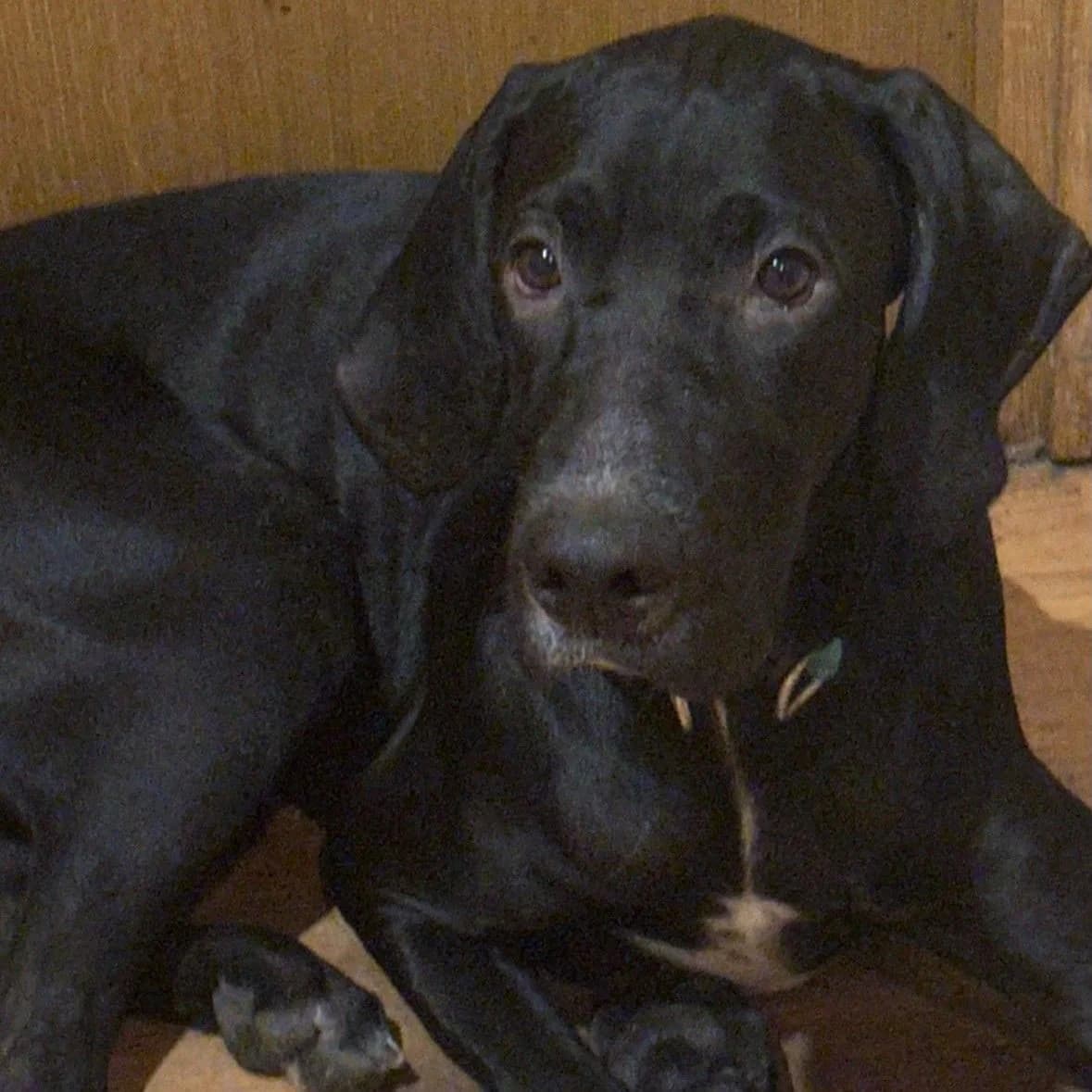 Pancho, Labrador Retriever for adoption at NuevaVida Adopciones Madrid, Madrid