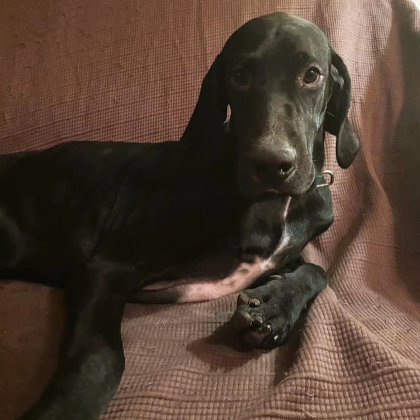 Pancho, Labrador Retriever for adoption at NuevaVida Adopciones Madrid, Madrid