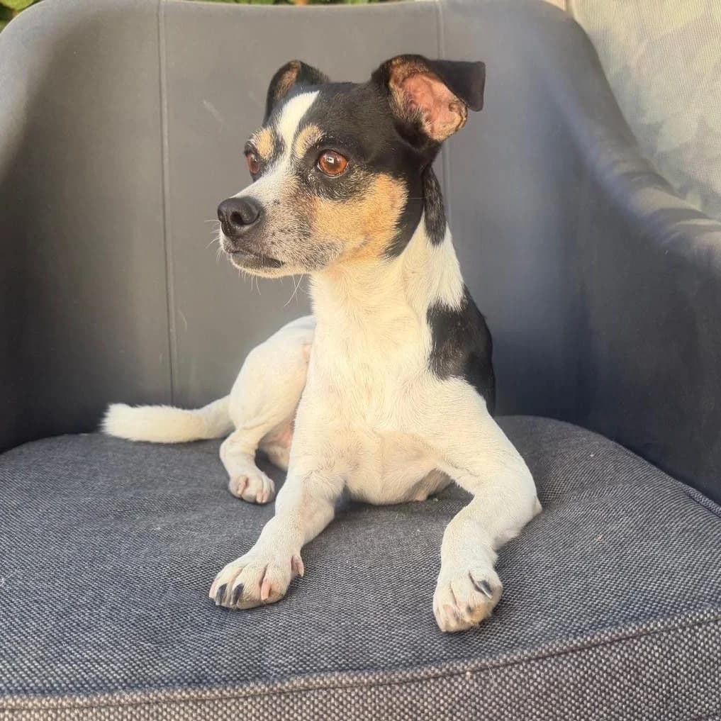 Kuki, Mixed Breed for adoption at NuevaVida Adopciones Madrid, Madrid