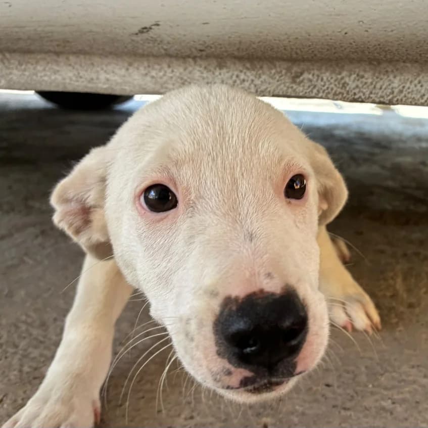 Nata, puppy Mixed Breed for adoption at NuevaVida Adopciones Madrid, Madrid