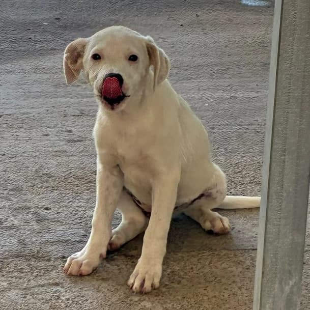 Nata, puppy Mixed Breed for adoption at NuevaVida Adopciones Madrid, Madrid