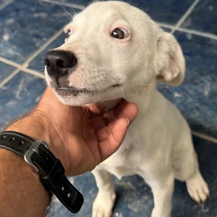 Nata, puppy Mixed Breed for adoption at NuevaVida Adopciones Madrid, Madrid
