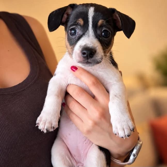 Katya, male Mixed Breed for adoption at NuevaVida Adopciones Madrid, Madrid