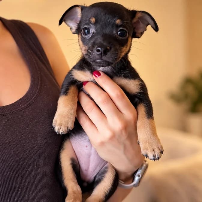 Mitzi, male Mixed Breed for adoption at NuevaVida Adopciones Madrid, Madrid