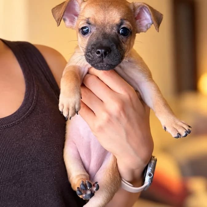 Natalie, male Mixed Breed for adoption at NuevaVida Adopciones Madrid, Madrid