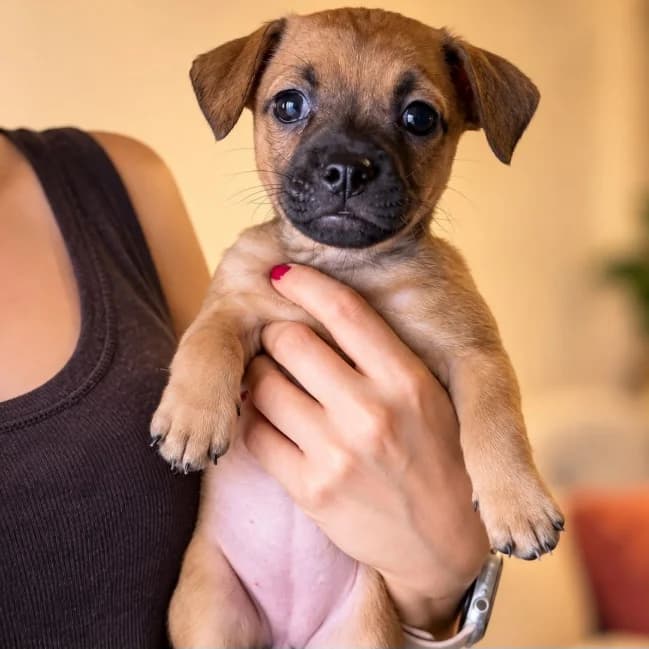 Elly, male Mixed Breed for adoption at NuevaVida Adopciones Madrid, Madrid