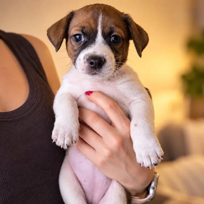 Connor, male Mixed Breed for adoption at NuevaVida Adopciones Madrid, Madrid