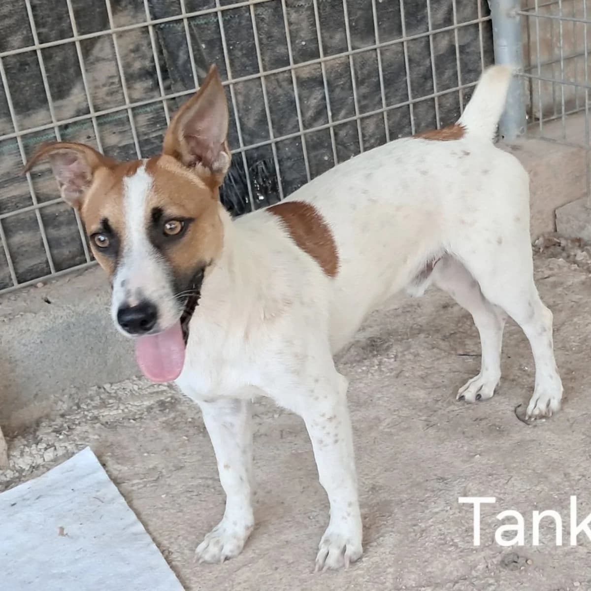 Tank, Jack Russell Terrier for adoption at NuevaVida Adopciones Madrid, Madrid