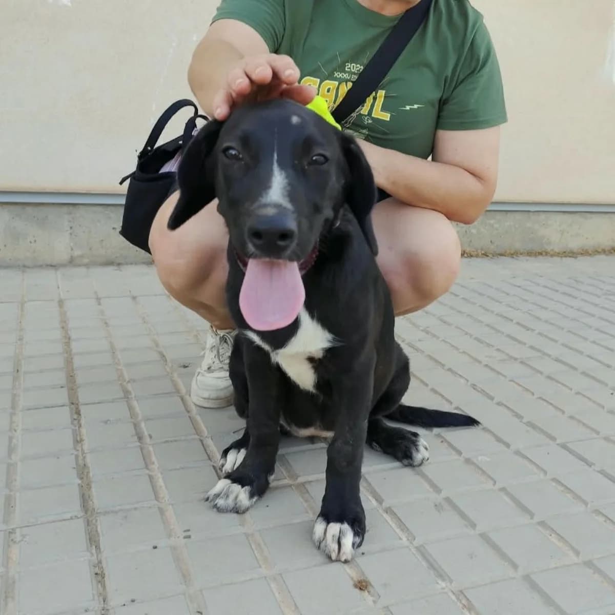 Lourdes, puppy Mixed Breed for adoption at NuevaVida Adopciones Madrid, Madrid