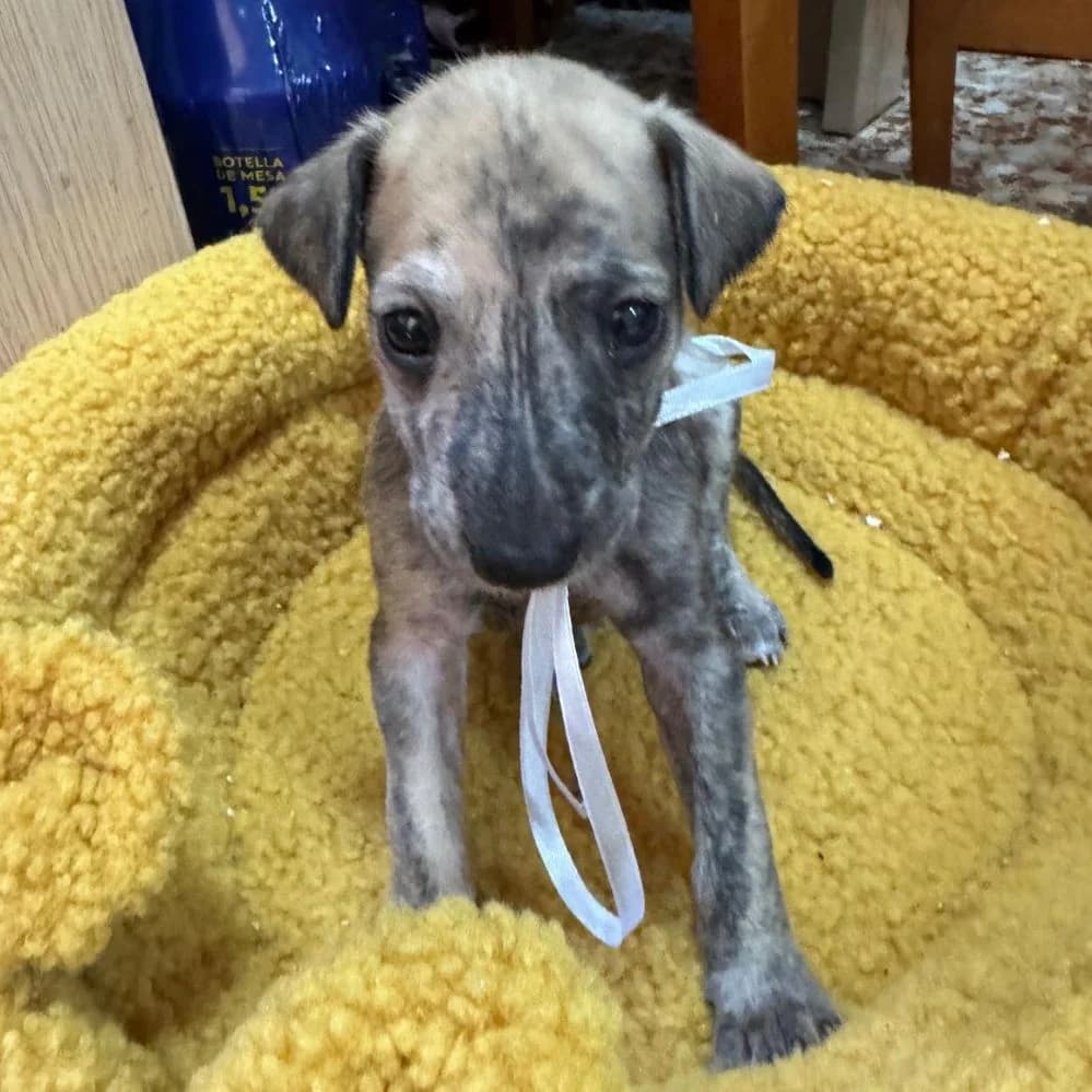 Clarita, mixed breed for adoption at NuevaVida Adopciones Madrid, Madrid