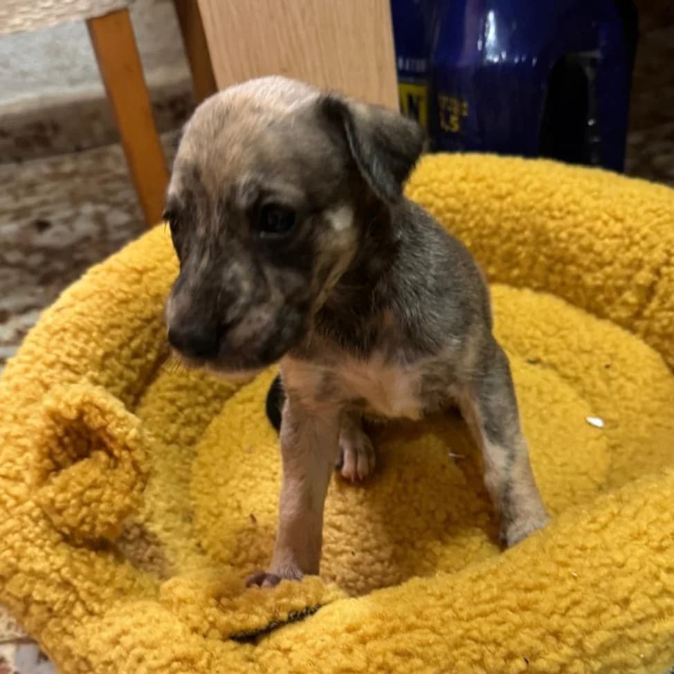 Mafalda, mixed breed for adoption at NuevaVida Adopciones Madrid, Madrid