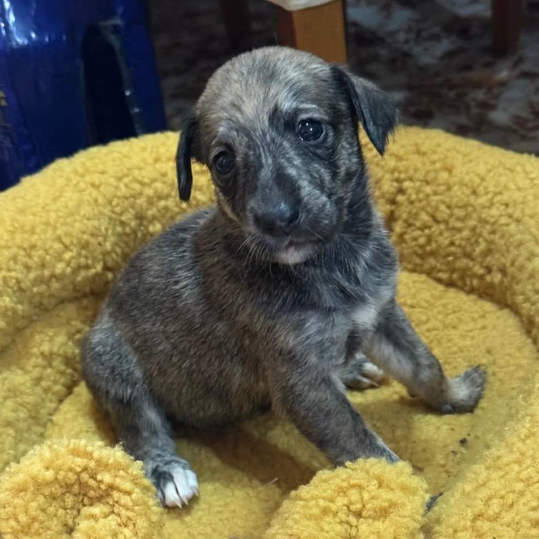 Tigrida, mixed breed for adoption at NuevaVida Adopciones Madrid, Madrid