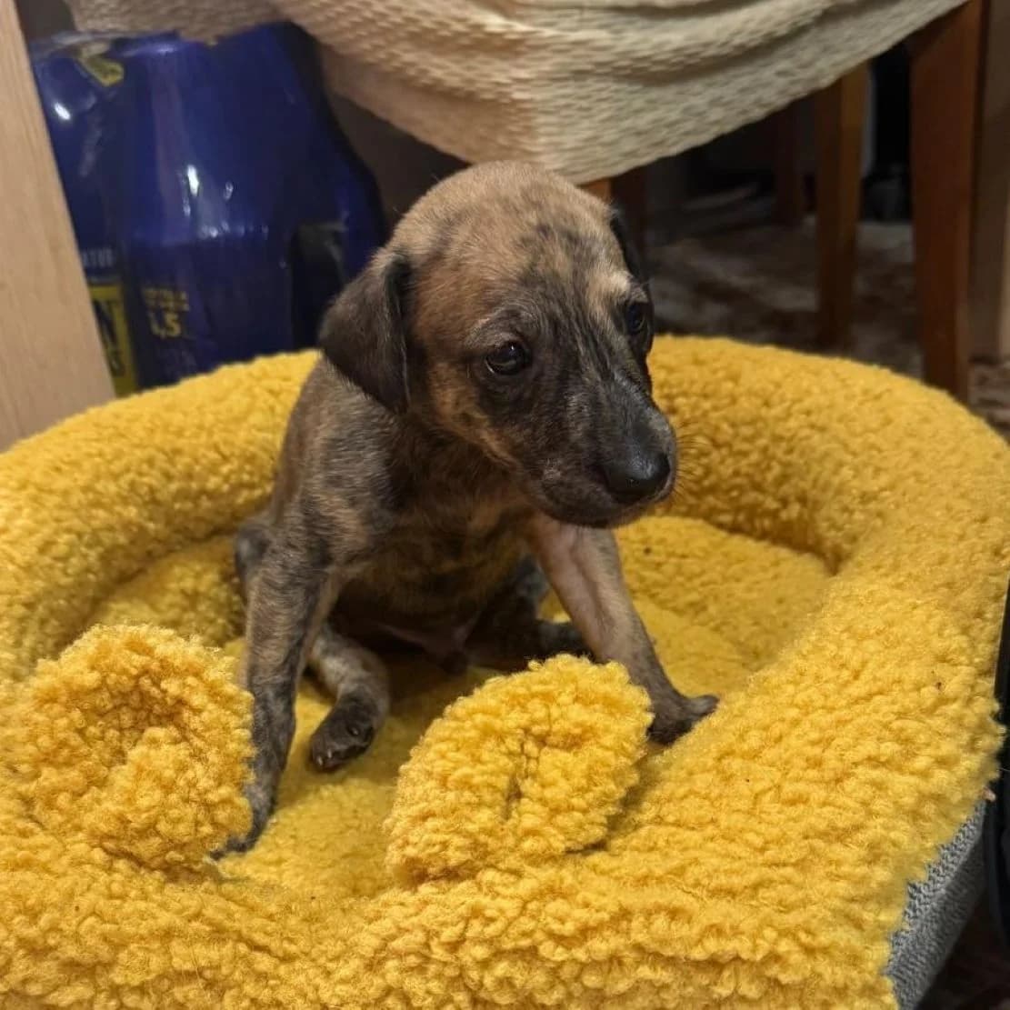 Pirati, mixed breed for adoption at NuevaVida Adopciones Madrid, Madrid