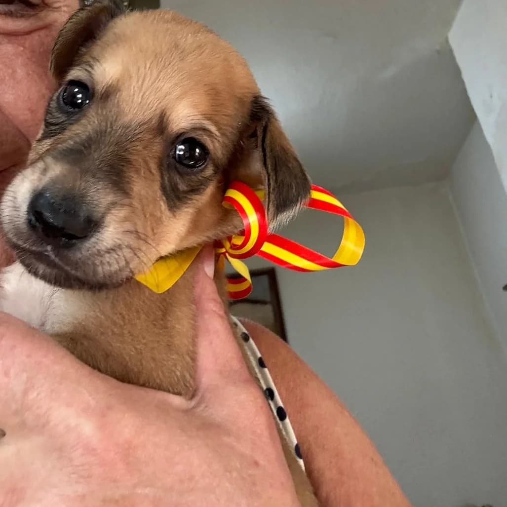 Peter, mixed breed for adoption at NuevaVida Adopciones Madrid, Madrid