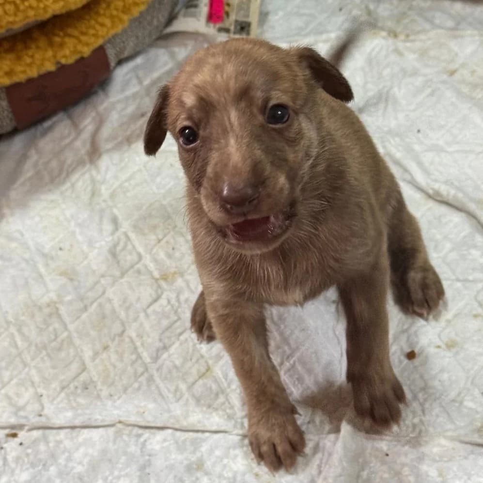 Rubito, mixed breed for adoption at NuevaVida Adopciones Madrid, Madrid