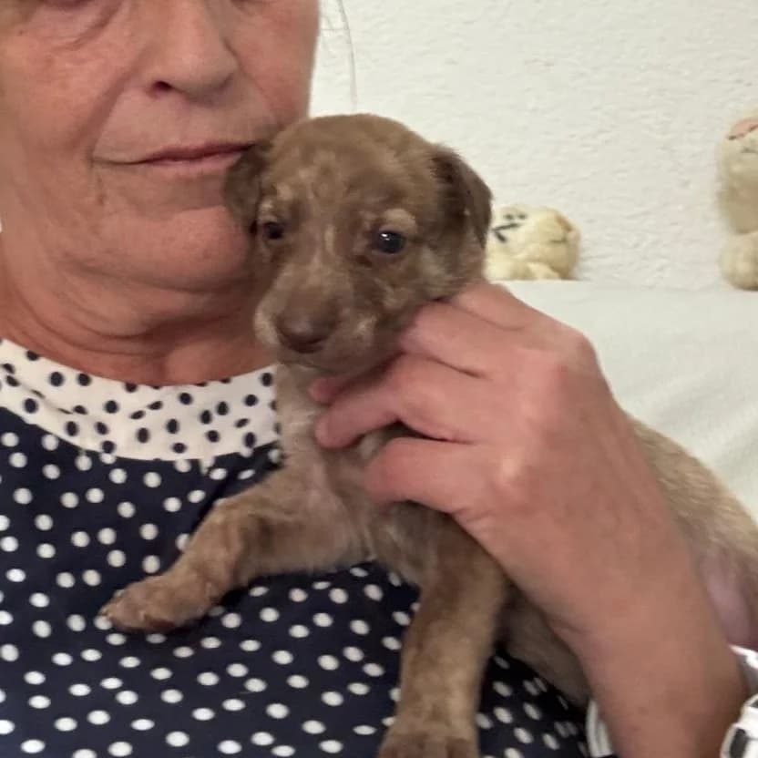 Robi, mixed breed for adoption at NuevaVida Adopciones Madrid, Madrid