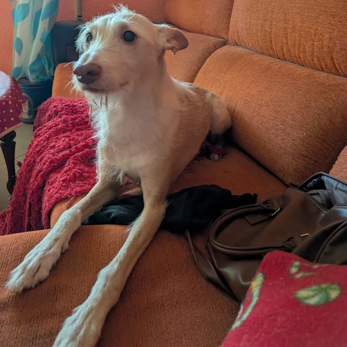 Timón, Mixed Breed for adoption at NuevaVida Adopciones Madrid, Madrid