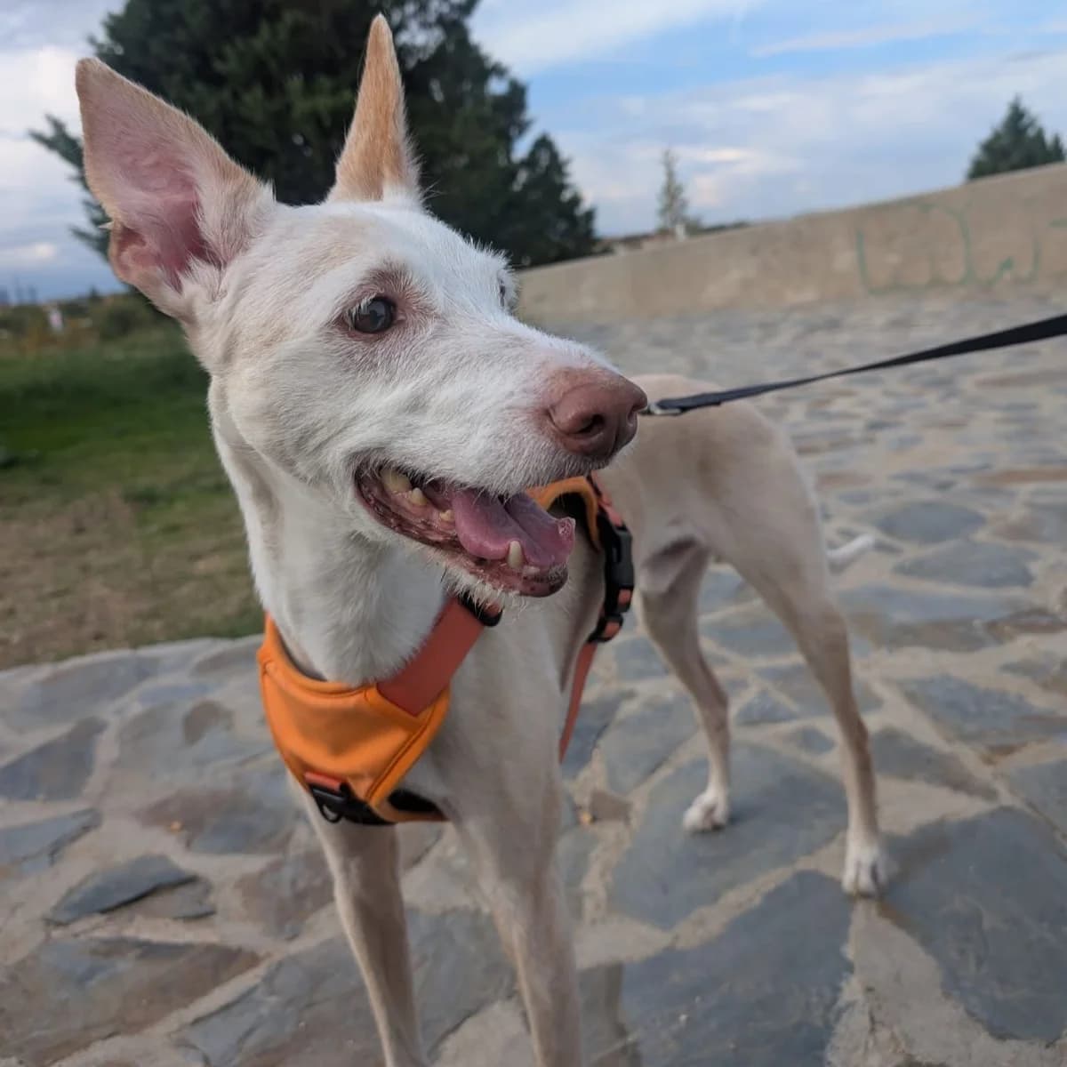 Timón, Mixed Breed for adoption at NuevaVida Adopciones Madrid, Madrid