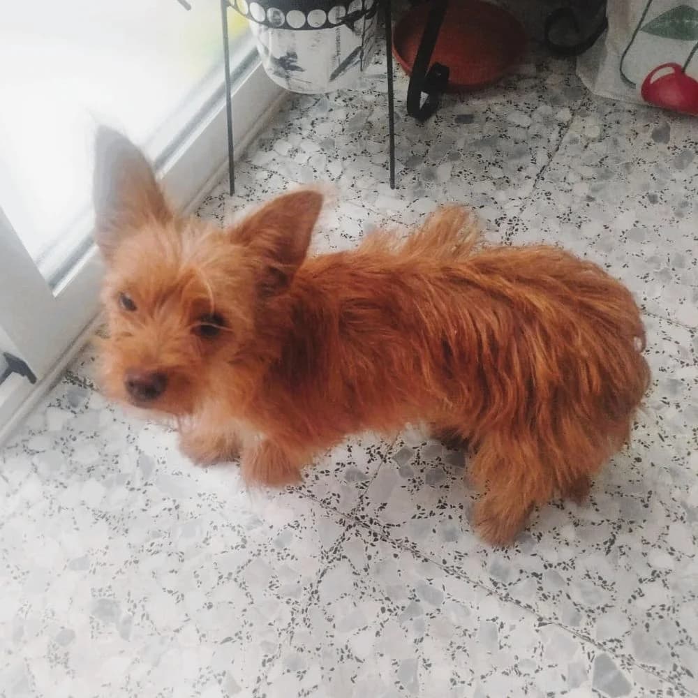 Wilma, Yorkshire Terrier for adoption at NuevaVida Adopciones Madrid, Madrid