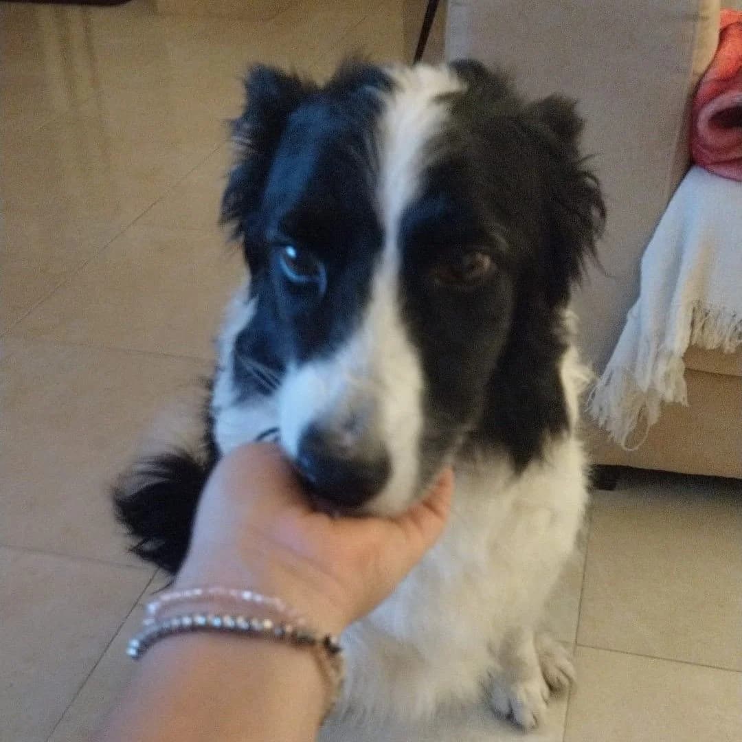Cloe, Border Collie for adoption at NuevaVida Adopciones Madrid, Madrid