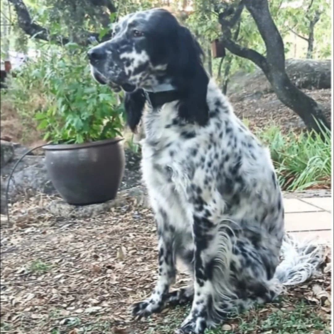 Tobi, 4yo Mixed Breed for adoption at NuevaVida Adopciones Madrid, Madrid