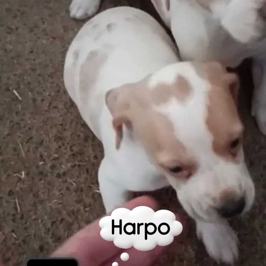 Harpo, Pointer for adoption at NuevaVida Adopciones Madrid, Madrid