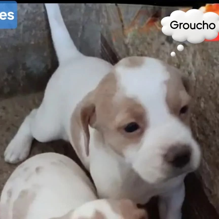 Groucho, Pointer for adoption at NuevaVida Adopciones Madrid, Madrid