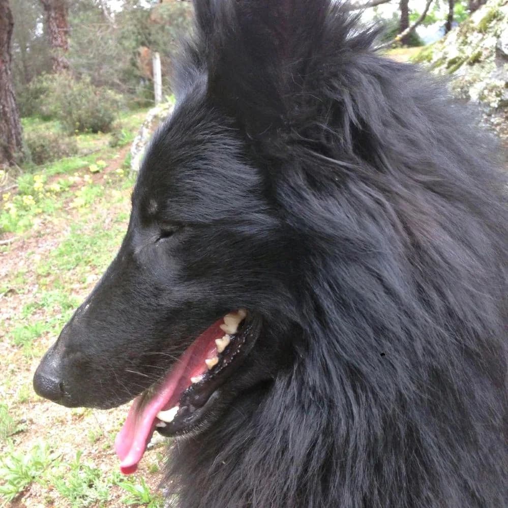 Lino, Belgian Malinois for adoption at NuevaVida Adopciones Madrid, Madrid
