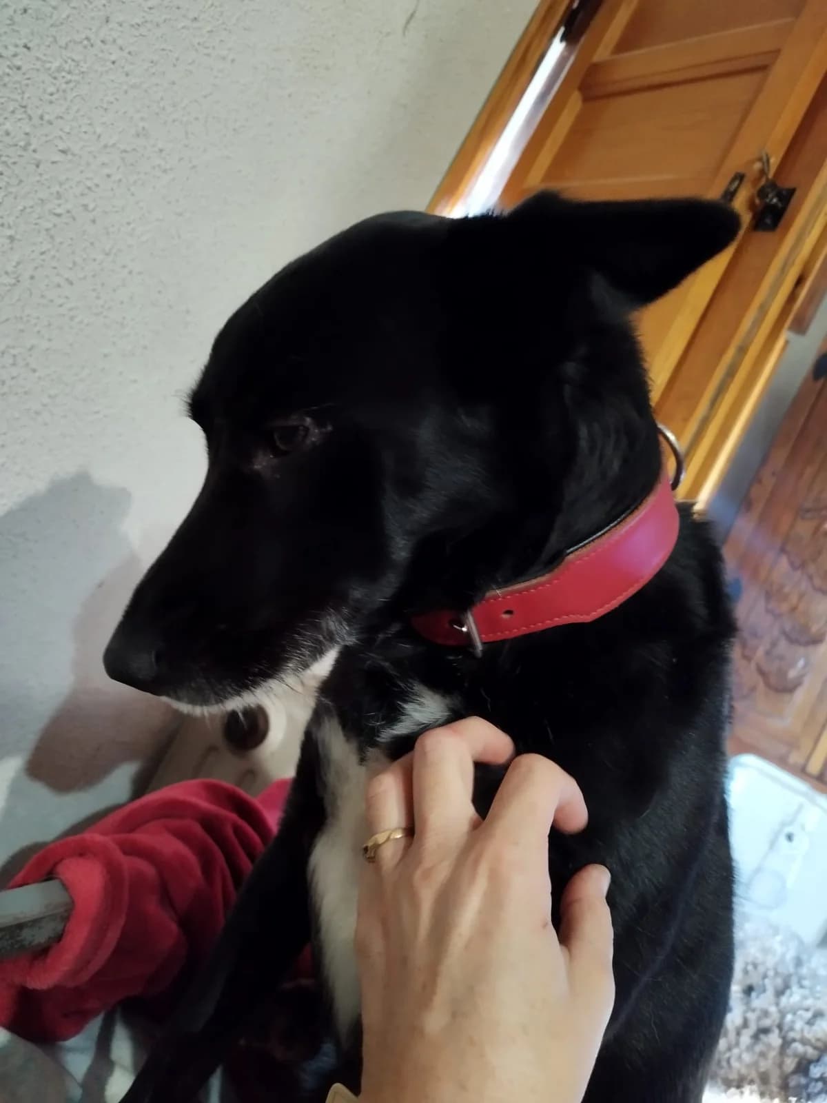 Juan, Mixed Breed for adoption at NuevaVida Adopciones Madrid, Madrid
