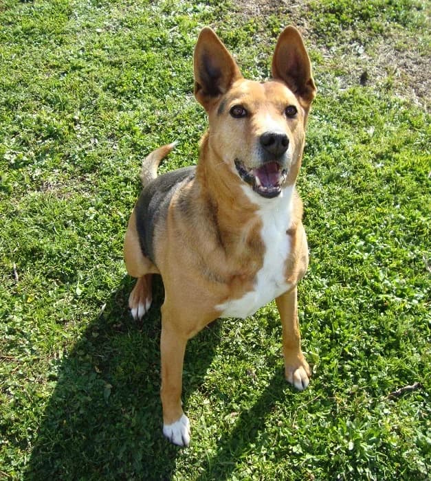 Coque/Koke, Mixed Breed for adoption at NuevaVida Adopciones Madrid, Madrid