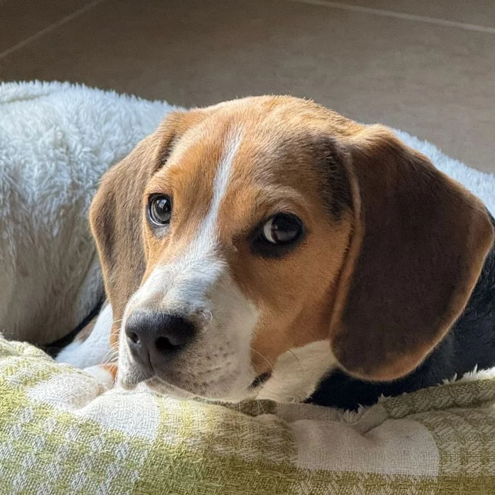 Zeus, puppy Beagle for adoption at NuevaVida Adopciones Madrid, Madrid