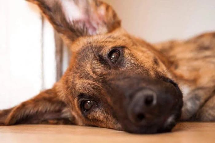 Tiger, Mixed Breed for adoption at NuevaVida Adopciones Madrid, Madrid