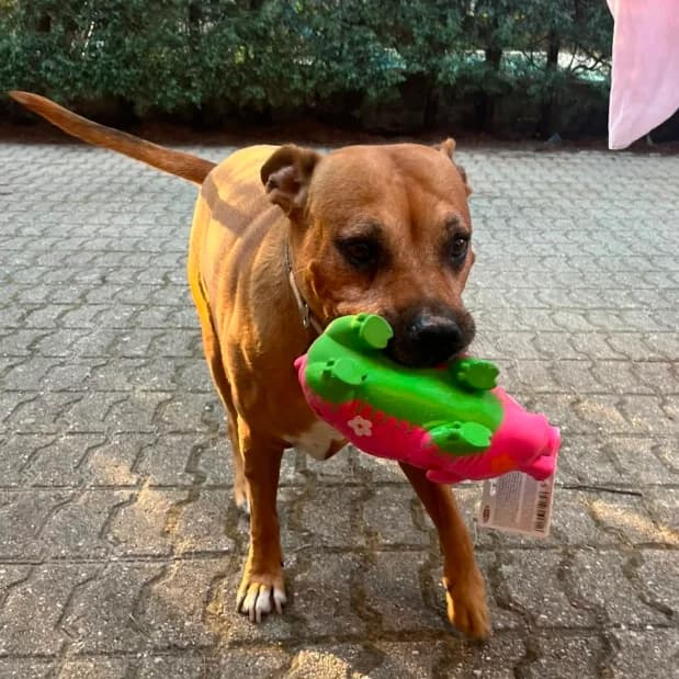 Toffee/Lola, Mixed Breed for adoption at NuevaVida Adopciones Madrid, Madrid
