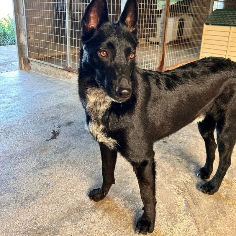 Dante, mixed breed for adoption at NuevaVida Adopciones Madrid, Madrid