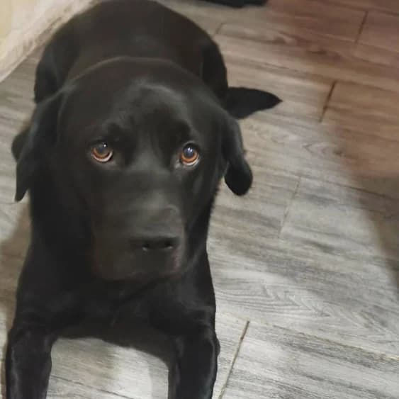 Yako, Labrador Retriever for adoption at NuevaVida Adopciones Madrid, Madrid