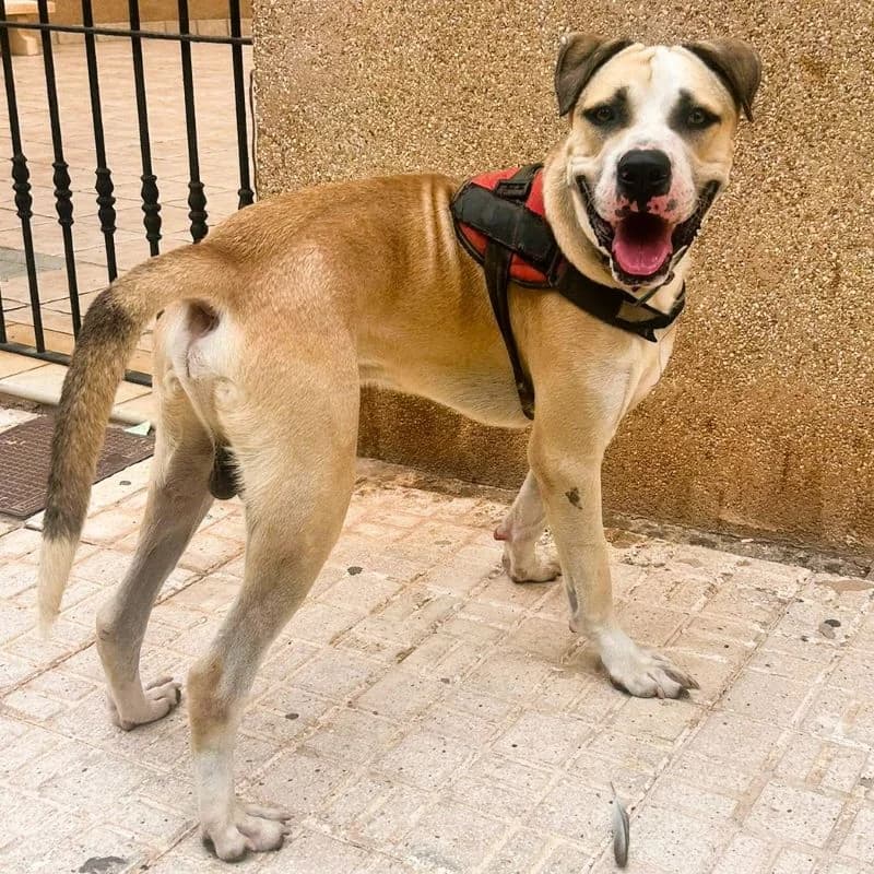 Rocko, Mixed Breed for adoption at NuevaVida Adopciones Madrid, Madrid
