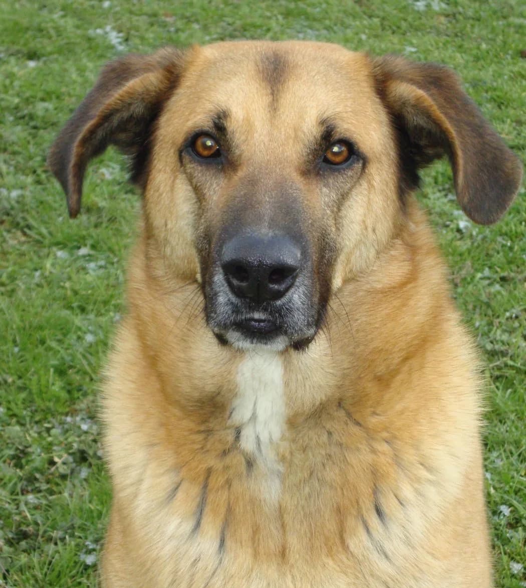 Croissant/Sam, German Shepherd for adoption at NuevaVida Adopciones Madrid, Madrid