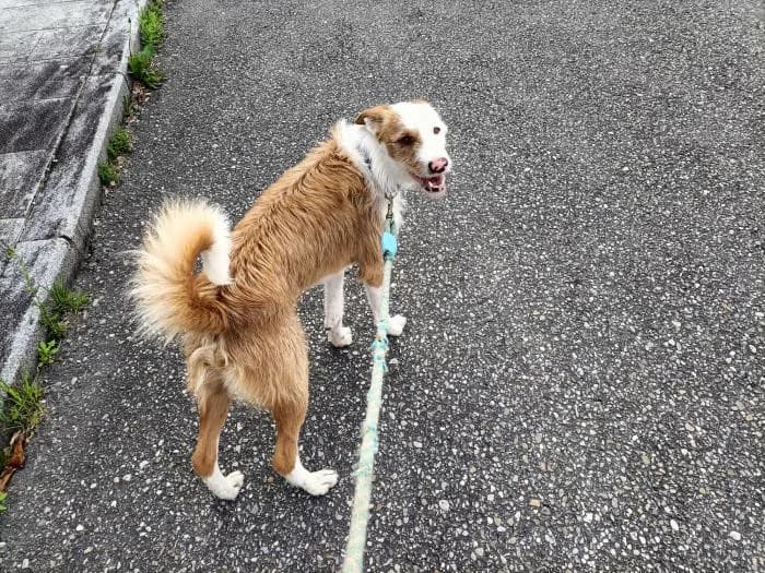 Lylo, male 5yo Mixed Breed for adoption at Protectora Os Biosbardos Ponteareas