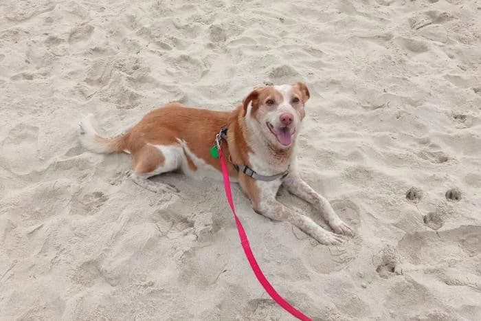 Grin, male senior Mixed Breed for adoption at Protectora Os Biosbardos Ponteareas