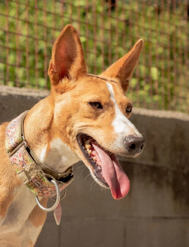 Xas, male 6yo Mixed Breed for adoption at Protectora Os Biosbardos Ponteareas