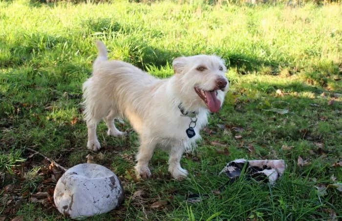 Golf, male senior Mixed Breed for adoption at Protectora Os Biosbardos Ponteareas