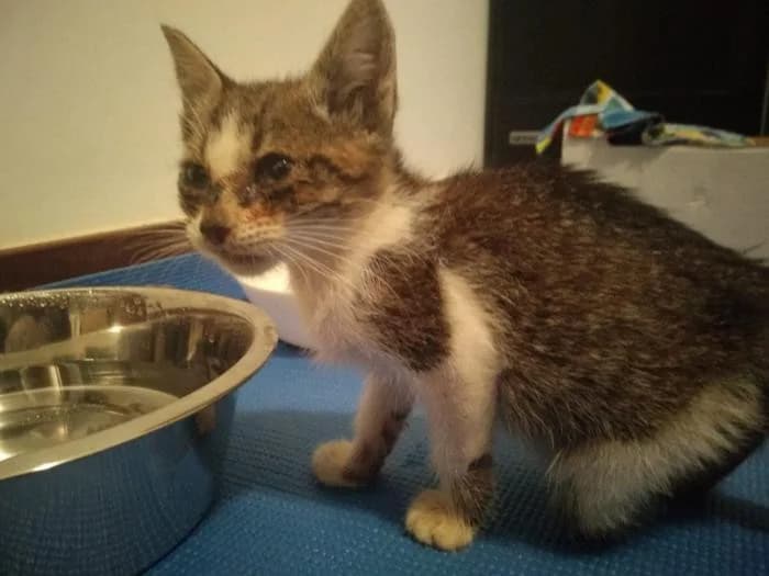 Madeira, female 6yo Mixed Breed for adoption at Protectora Os Biosbardos Ponteareas
