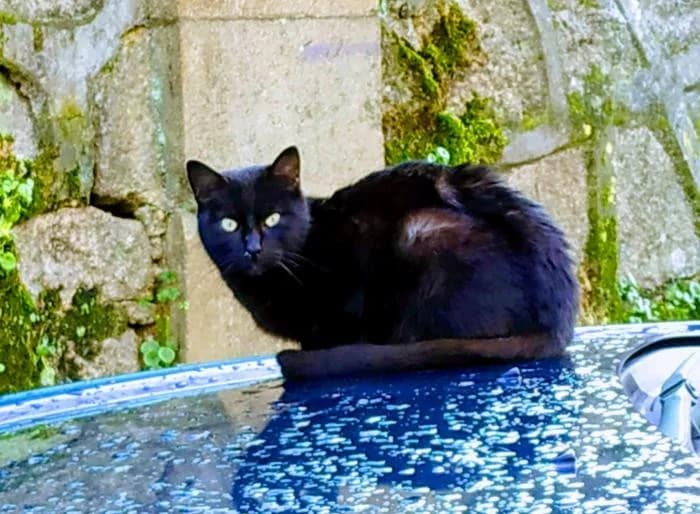 Morocho, male senior Mixed Breed for adoption at Protectora Os Biosbardos Ponteareas